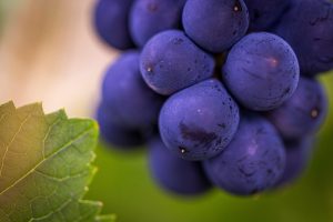 Wein direkt vom Winzer – Authentischer Genuss vom Weingut Schlössli am Bielersee