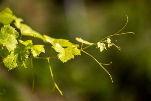 Bio Knospe Weine kaufen – Nachhaltiger Weingenuss vom Weingut Schlössli