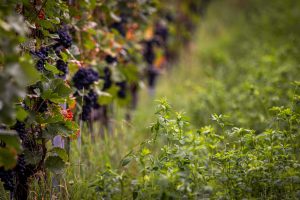 Demeter Wein in Ins – Nachhaltiger Genuss vom Weingut Schlössli am Bielersee